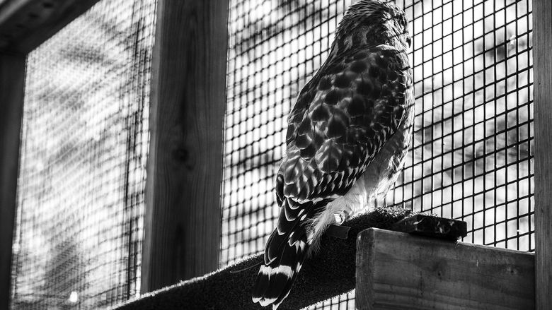 A kestrel at the Raptor Center
