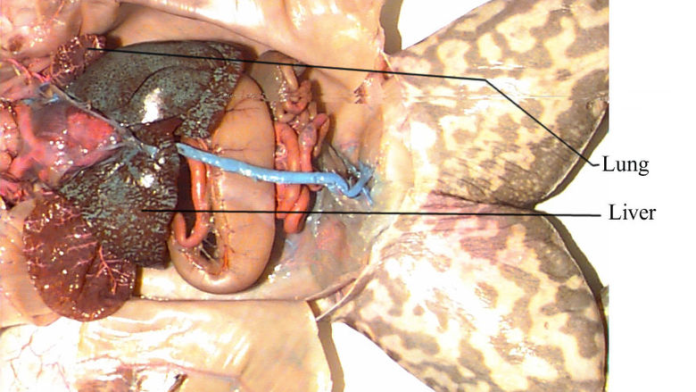Respiratory System and Liver of a Frog 1