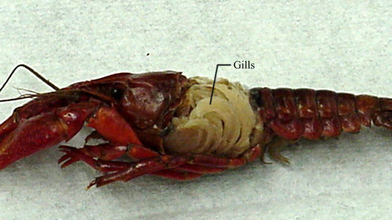 Respiratory System of a Crayfish 1