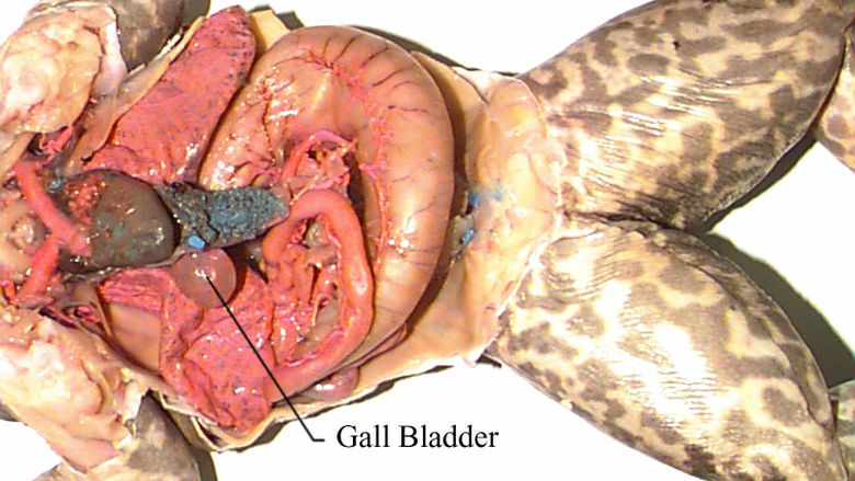 Respiratory System and Liver of a Frog 2
