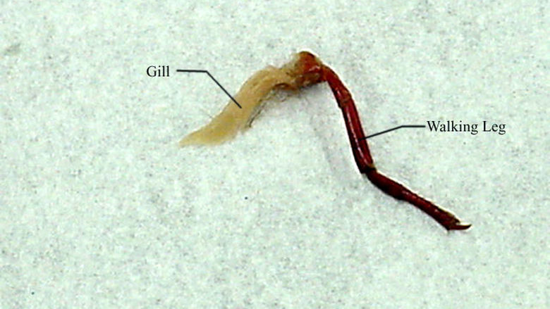 Respiratory System of a Crayfish 2