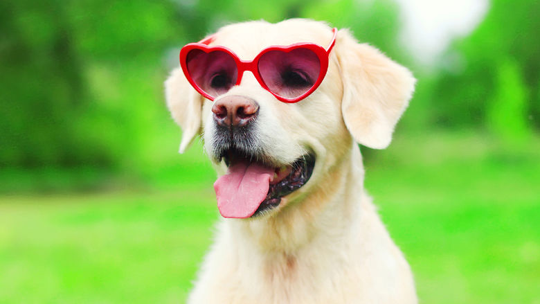A dog wearing heart-shaped glasses