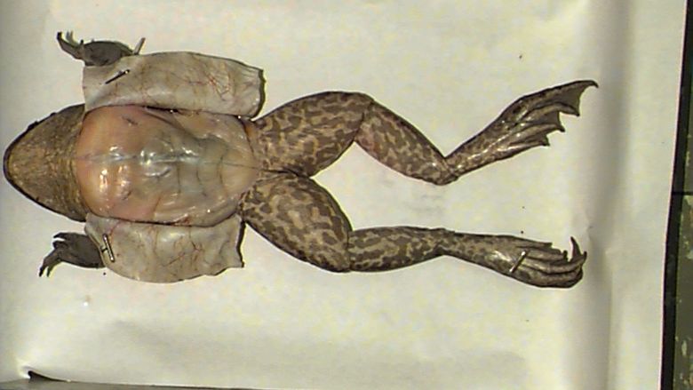 Setup for the Dissection of a Frog 1