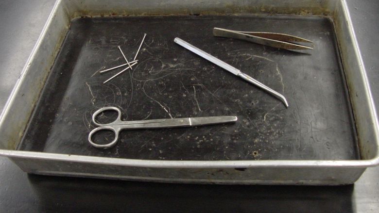 Setup for Dissection of a Crayfish 1