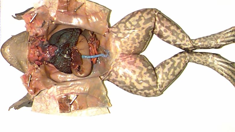 Setup for the Dissection of a Frog 2