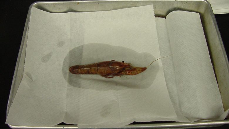 Setup for Dissection of a Crayfish 2