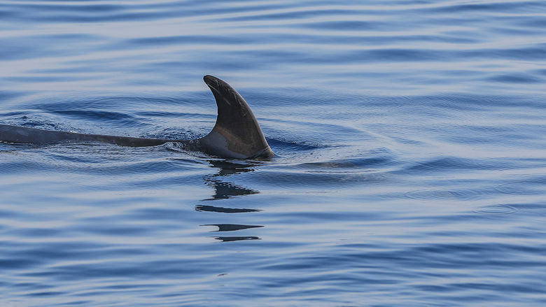 The fin of a shark skimming through the water