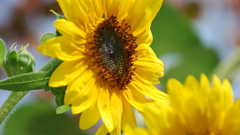 Bright yellow flowers on campus