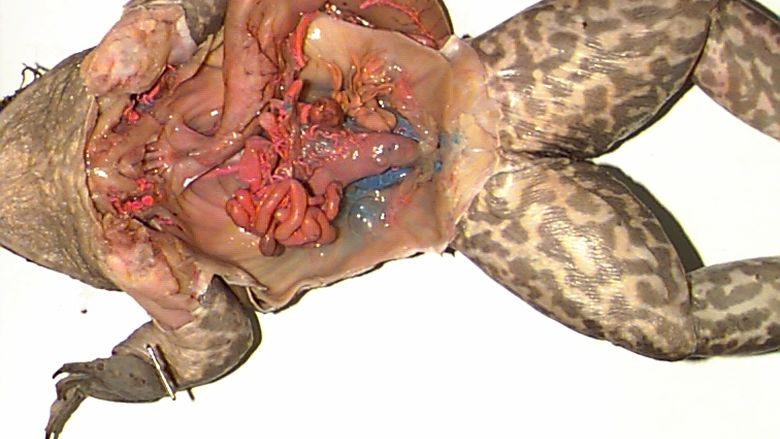 Urogential System of a Frog 1