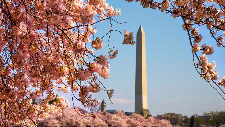 The Washington Memorial in D.C. surrounded by cherry blossoms
