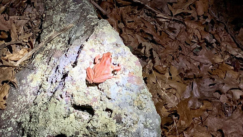 A wood frog in one of the vernal pools in the Scotia Game lands in Centre County.