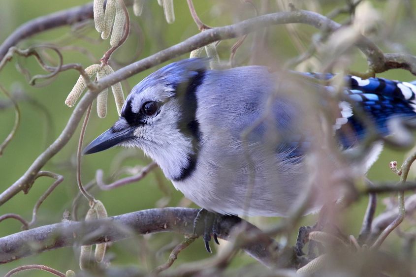 Blue Jay