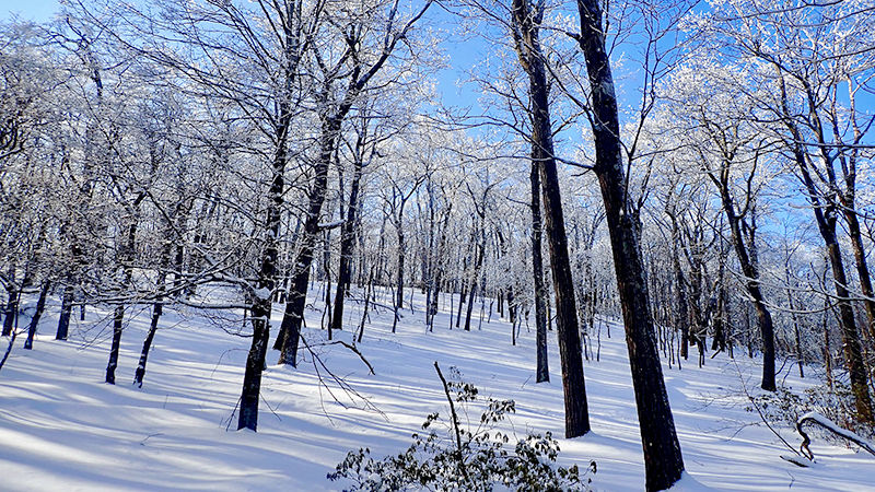 A snowy scene in the woods