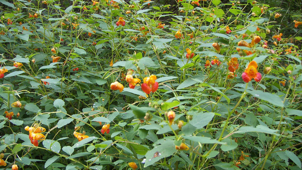 Jewelweed