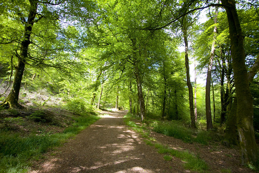 Forest Scene