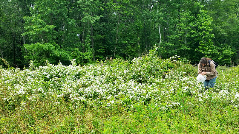 Collecting samples on State Game Lands 33