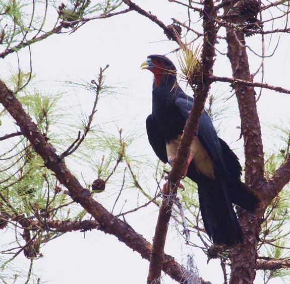 Red-throated Caracara perched in tree