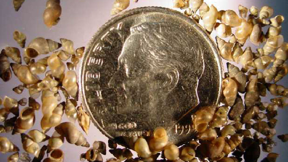 New Zealand Mud Snails gathered around a dime