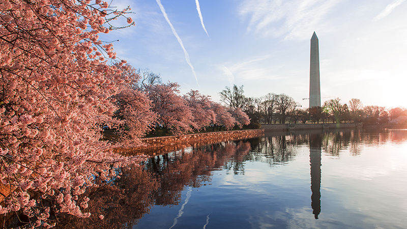 Washington Monument and cherry blossoms