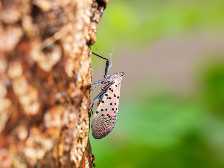 A spotted lanterfly on the side of a tree
