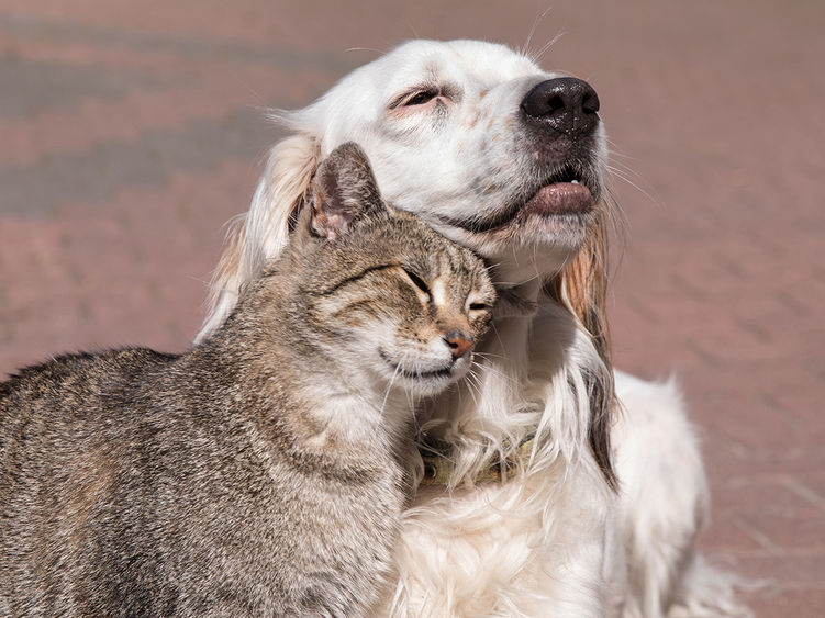 A happy dog and cat rub heads 