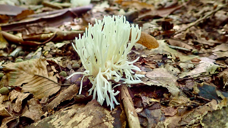 A flower surrounded by fallen leaves