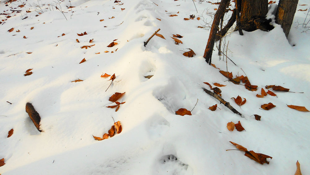 Bear tracks in the snow