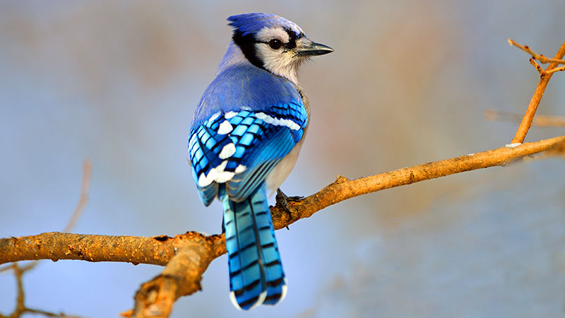 Blue Jay