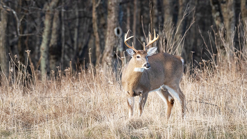 A deer (buck) in a field