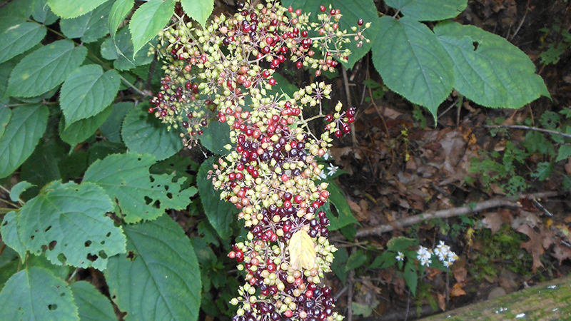 Berries in the woods