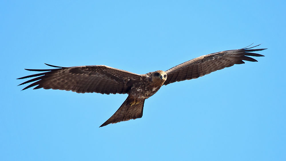 Black kite