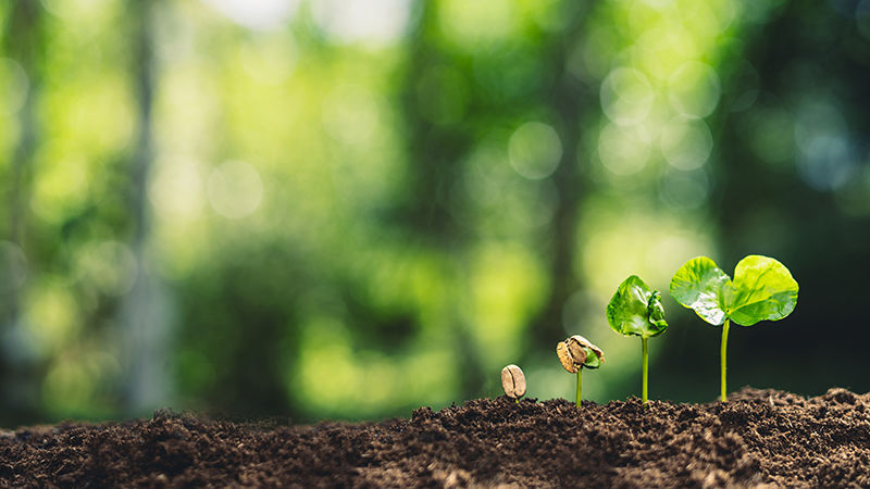 nature shot of a seed growing into a plant