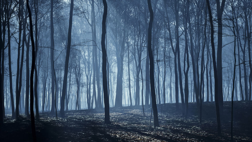 A forest at night illuminated by moonbeams