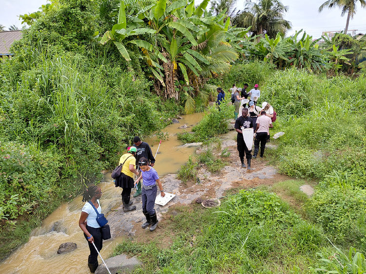 A group of people in outdoor gear wade through a shallow, muddy stream surrounded by lush green vegetation, conducting field research with nets and collection trays.