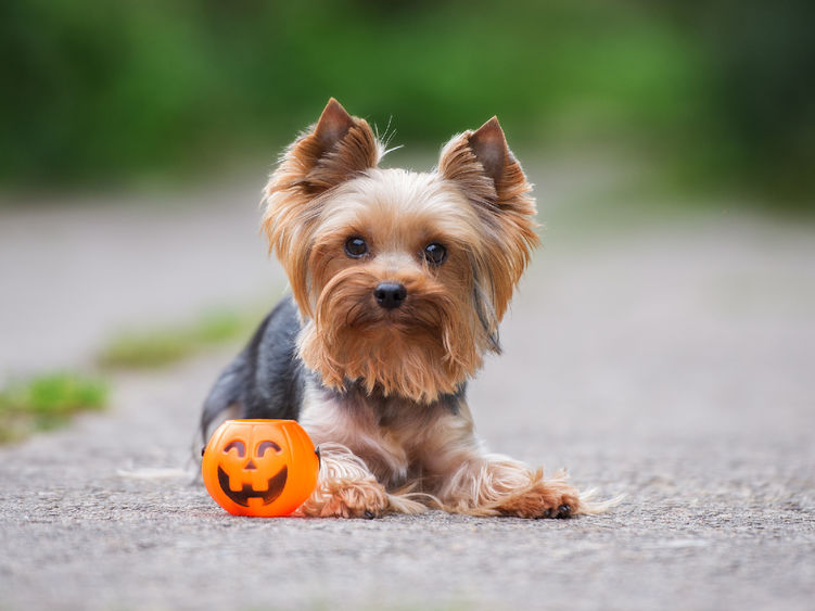 A small puppy sitting next to a jack-o-lanten shaped candy basket