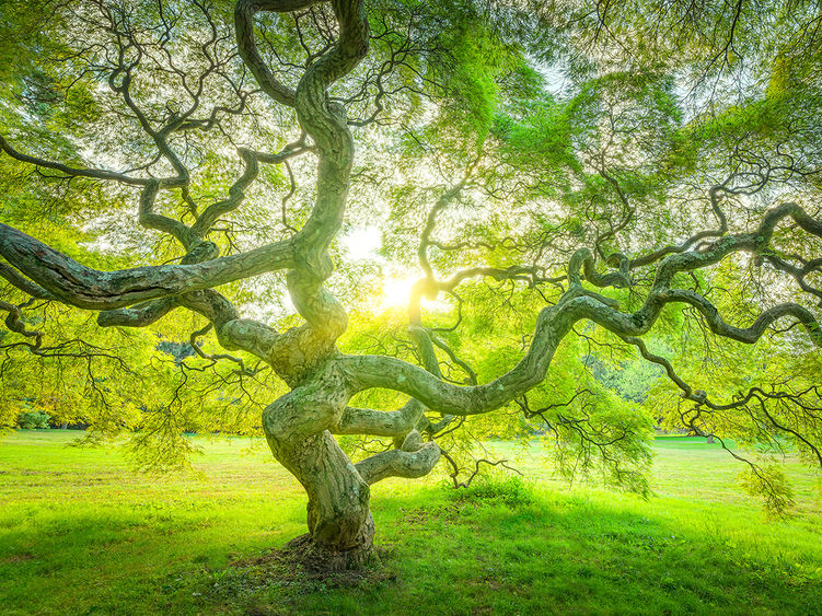 A Japanese Maple in New Jersey