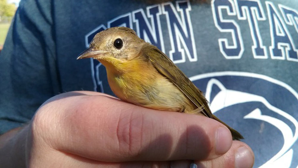 A little bird in the hand