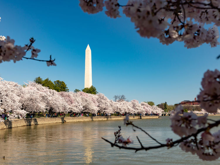 The Washington Monument in D.C. overlooking Cherry Blossom trees.