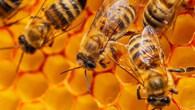 Bees on a honeycomb