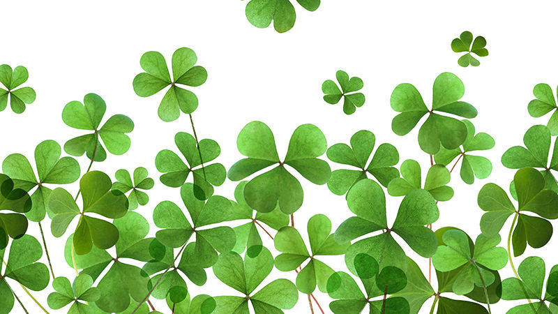 A flurry of shamrocks