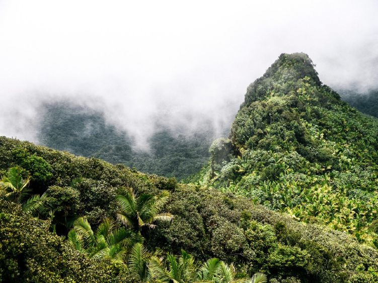 El Yunque National Forest in Puerto Rico