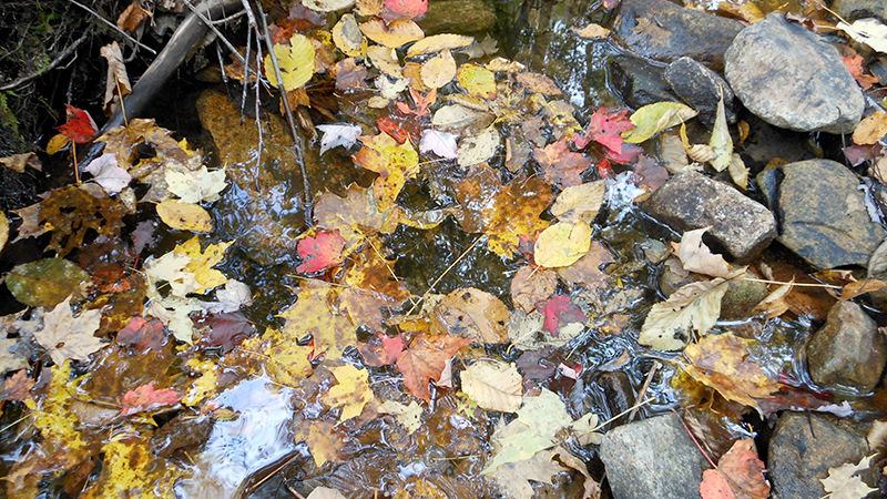 Autumn leaves in a stream