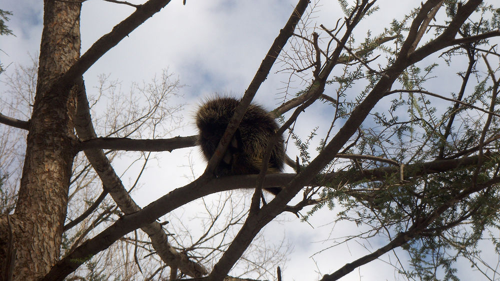 Porcupine in a Tree