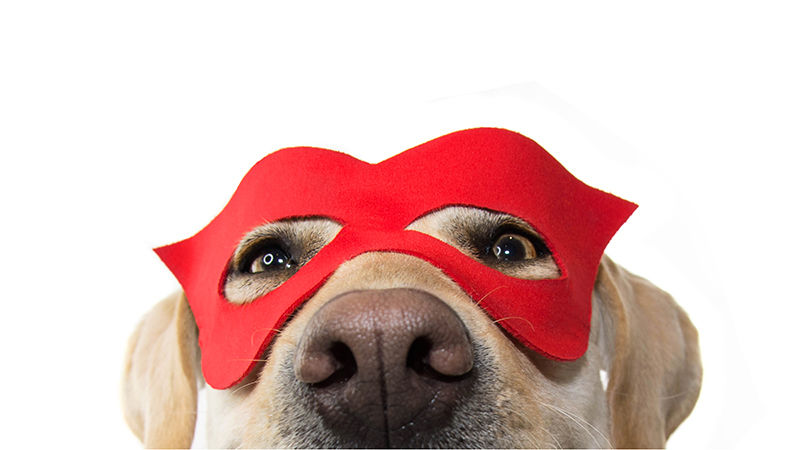 Close up of a dog in a red mask