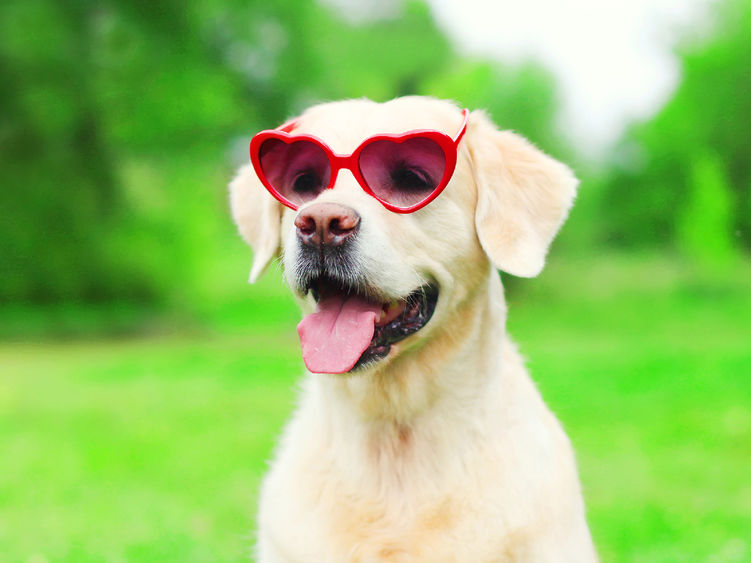 A dog wearing heart-shaped glasses