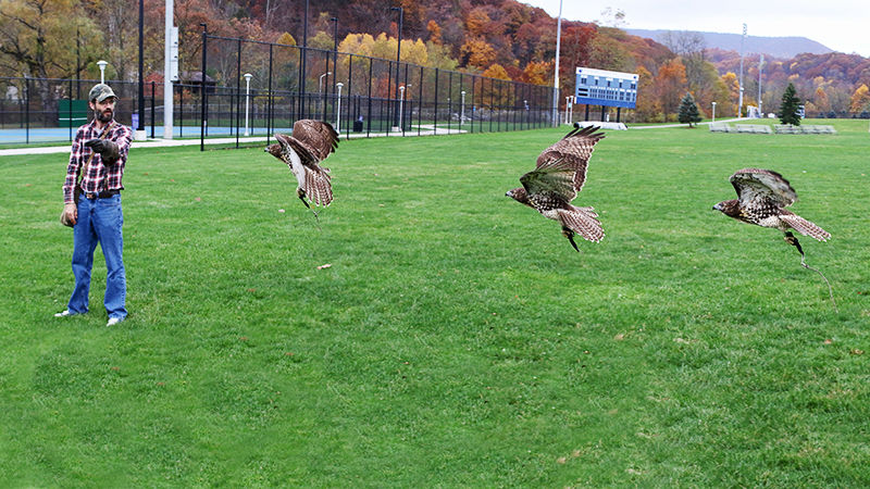 Sam and hawk