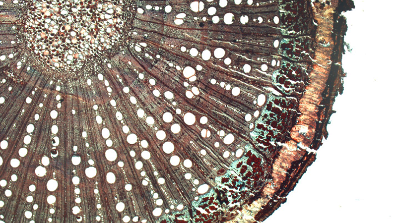 Cross section of Paullinia weinmanifolia