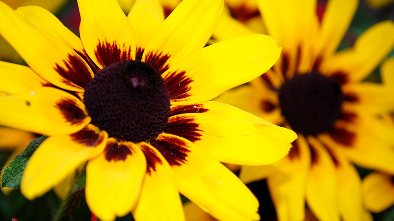 Summer flowers in Altoona