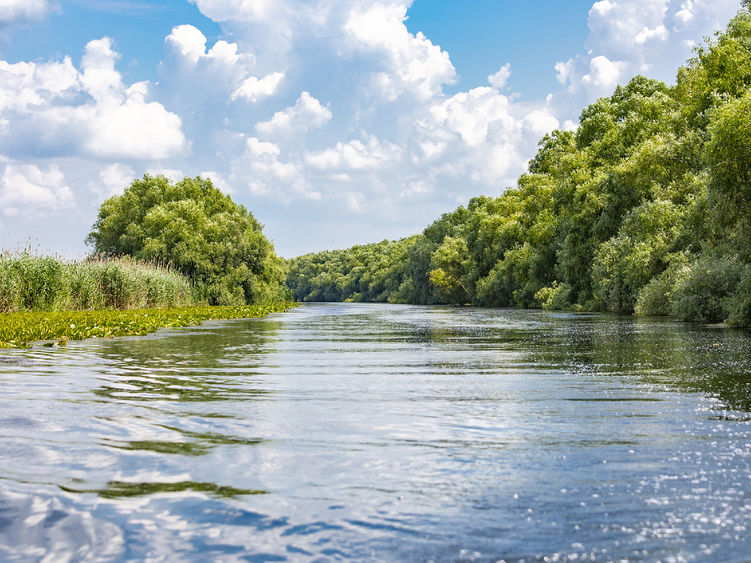 Wild birds paradise - River Danube in Romania - Delta, nature pure in a water world as seen from a boat.