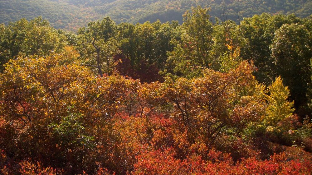 Trees changing color in fall 2018